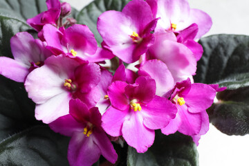 Fototapeta na wymiar Beautiful violet flowers on light grey background, closeup. Plant for house decor