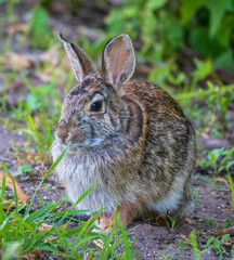 Adult eastern cottontail rabbit in grass