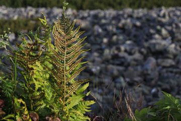 polypody in the mountain