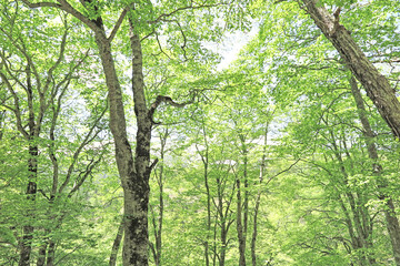 初夏の新緑に染まる森　