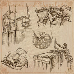 Cocoa harvesting and processing. Agriculture. An hand drawn vector illustrations on an vintage background. - 435405462