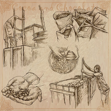 Cocoa harvesting and processing. Agriculture. An hand drawn vector illustrations on an vintage background.