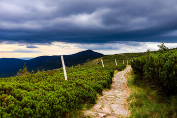 trail in the mountain in cloudy day in the evenings in summer, green mountain pine growing along trail, peak in the background