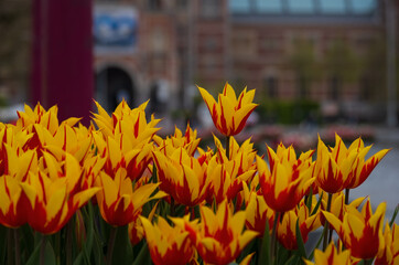 Colorful flowers in stone flowerpot in the museum area, Amsterdam, Netherlands