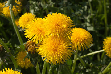 blooming, fading and opening yellow dandelion flowers in a green meadow