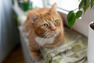 a domestic ginger cat lies on a dead man. a pet. green-eyed cat