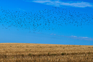 flock of birds, birds flying in the sky, mowed wheat field in sunny day