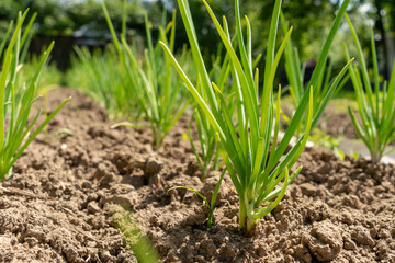 Fresh, green onion beds close-up. Private farming.