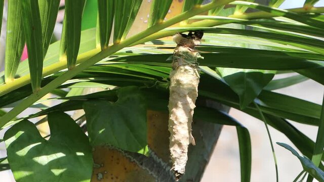 Close up of a bagworm feeding on palm leaves on a sunny day