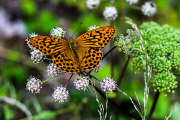 butterfly on a flowers meadow