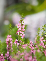 Forget me Not  Angelonia goyazensis Benth, Digitalis solicariifolia name purple flower pink flower on blurred of nature background