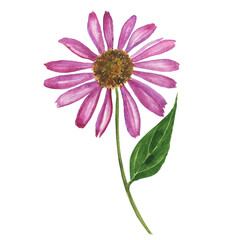 Flower of Echinacea isolated on white background. Watercolor hand drawing illustration. Coneflower medical plant. Perfect for print.