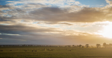 sunset over the field