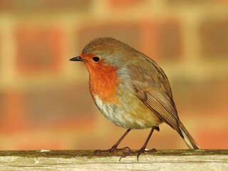 European Robin Against Brick Wall