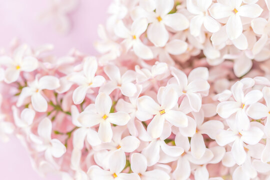Pale pink lilac blossoms on pink background, closeup © Daniela Baumann