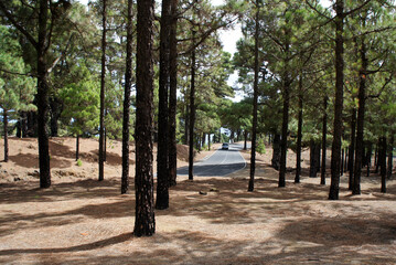 In a pine forest on the island of El Hierro.Canary Islands.Spain.