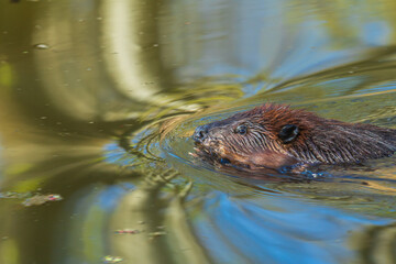 North American beaver swimming in a pond
