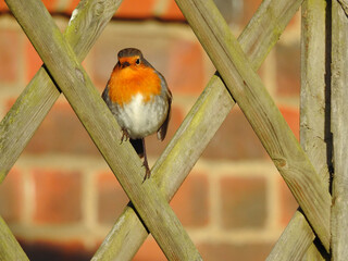 European Robin Perching on Trellis