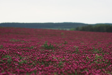 Field of pink crimson clover. Agriculture nitrogen-fixing cover crop.