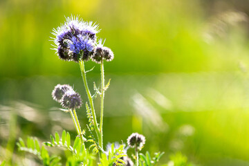 A bright and warm picture of a purple flower in a blooming meadow.