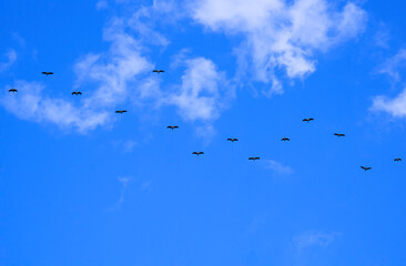 Flock of Asian openbill storks flying in winding row against white cloud and blue sky background in low angle view