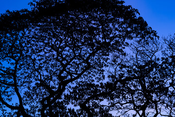 Silhouette trees with beautiful sky background, forest