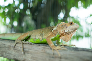 lizard, animal, green lizard with blur background