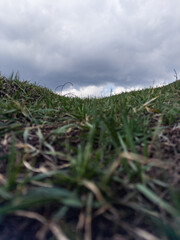 grass and sky