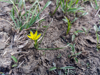 yellow crocus flower