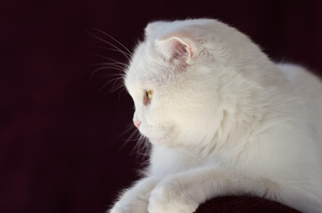 Beautiful white cat on a dark background