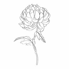 Chrysanthemum-daisy flower illustration.  Black and white line illustration. Flower isolated on white.