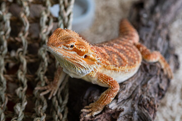 closeup bearded dragon on ground with blur background
