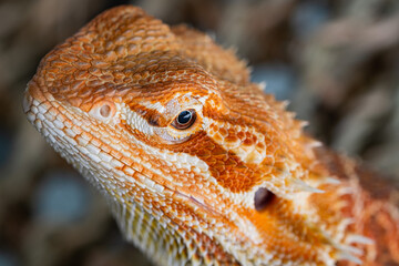 closeup bearded dragon on ground with blur background