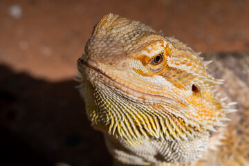 closeup bearded dragon on ground with blur background