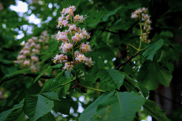 Kasztanowiec (Aesculus L.) – rodzaj drzew, rzadziej krzewów należących do rodziny mydleńcowatych (Sapindaceae). - obrazy, fototapety, plakaty