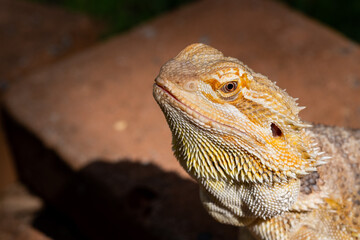 closeup bearded dragon on ground with blur background
