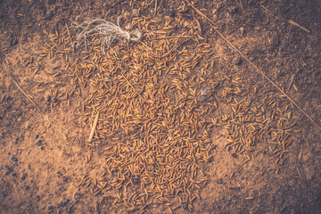 Rice on the ground. Rice on the soil.