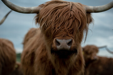 Krowa szkocka highland portret - obrazy, fototapety, plakaty