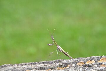 Empuse commune qui me regarde