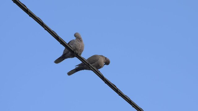 Medium shot two turtle doves on the thread of light. Video 4K