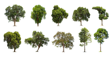Fototapeta premium Collection of trees Isolated on white background, Exotic tropical tree for design.