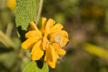 yellow flower with spider and ant