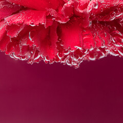 A red flower on a red background, under water in air bubbles.