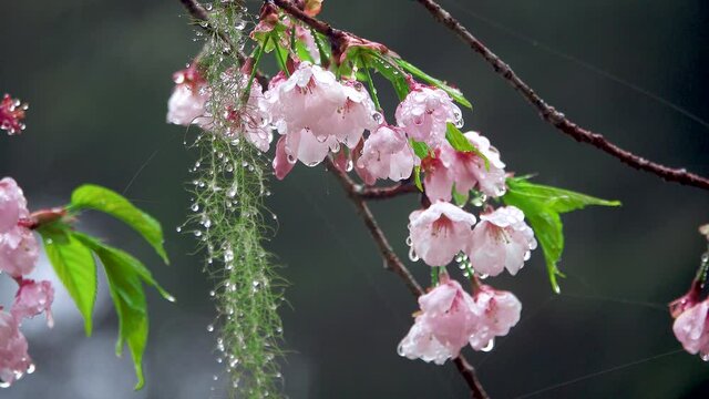 The cherry blossoms after the rain, spider silk with raindrops.Train, cherry blossom, tree, cloud. Various views of Alishan National Forest Recreation Area in Chiayi County, Taiwan. March 21, 2021.