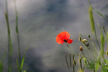 Poppy flowers in a field. Selective focus.