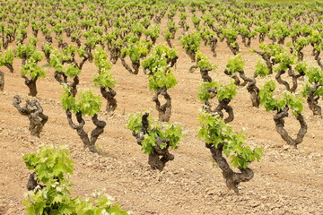Fototapeta na wymiar Vineyard field, grape plant farm, vine industry 