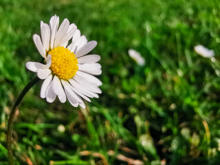 single daisy white blooming flower in the green grass