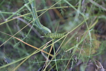 Gusano Arracache Cartepillar 