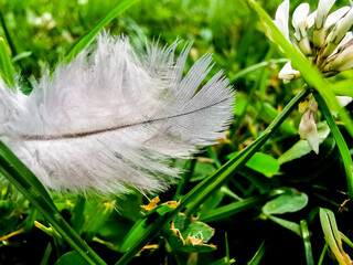 white feather in green grass