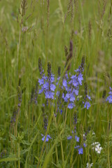 Wildblumen: Veronica (Ehrenpreis) in einer Brache am Niederrhein bei Dinslaken